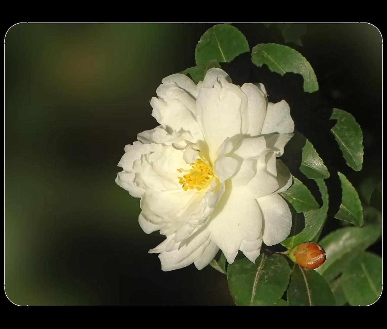 《白色的山茶花》
“虽是富贵姿，而非妖冶容。岁寒无后凋，亦自当春风” ，这说的是