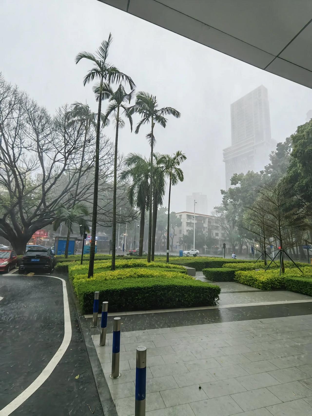 前几日便听闻深圳周六会有大雨，怎也没料到雨势竟如此之大。
他的爸妈打算带越越去珠