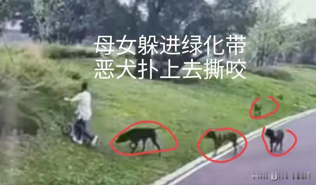 赣州恶犬伤人事件，狗主太嚣张！
 
第一， 遛狗不牵绳，还带四条恶犬进公园闲逛，