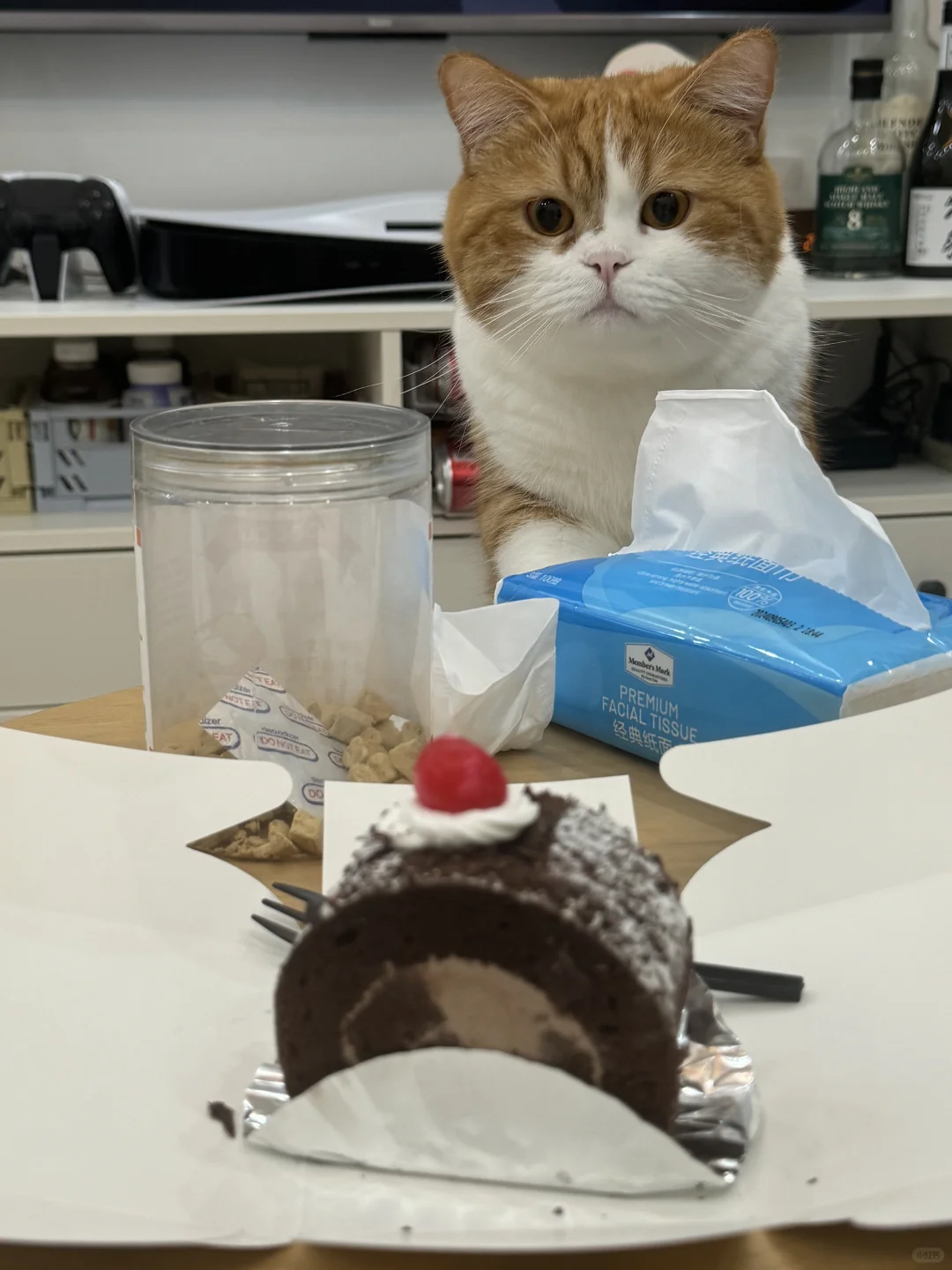 妈妈 小猫不能吃巧克力吗