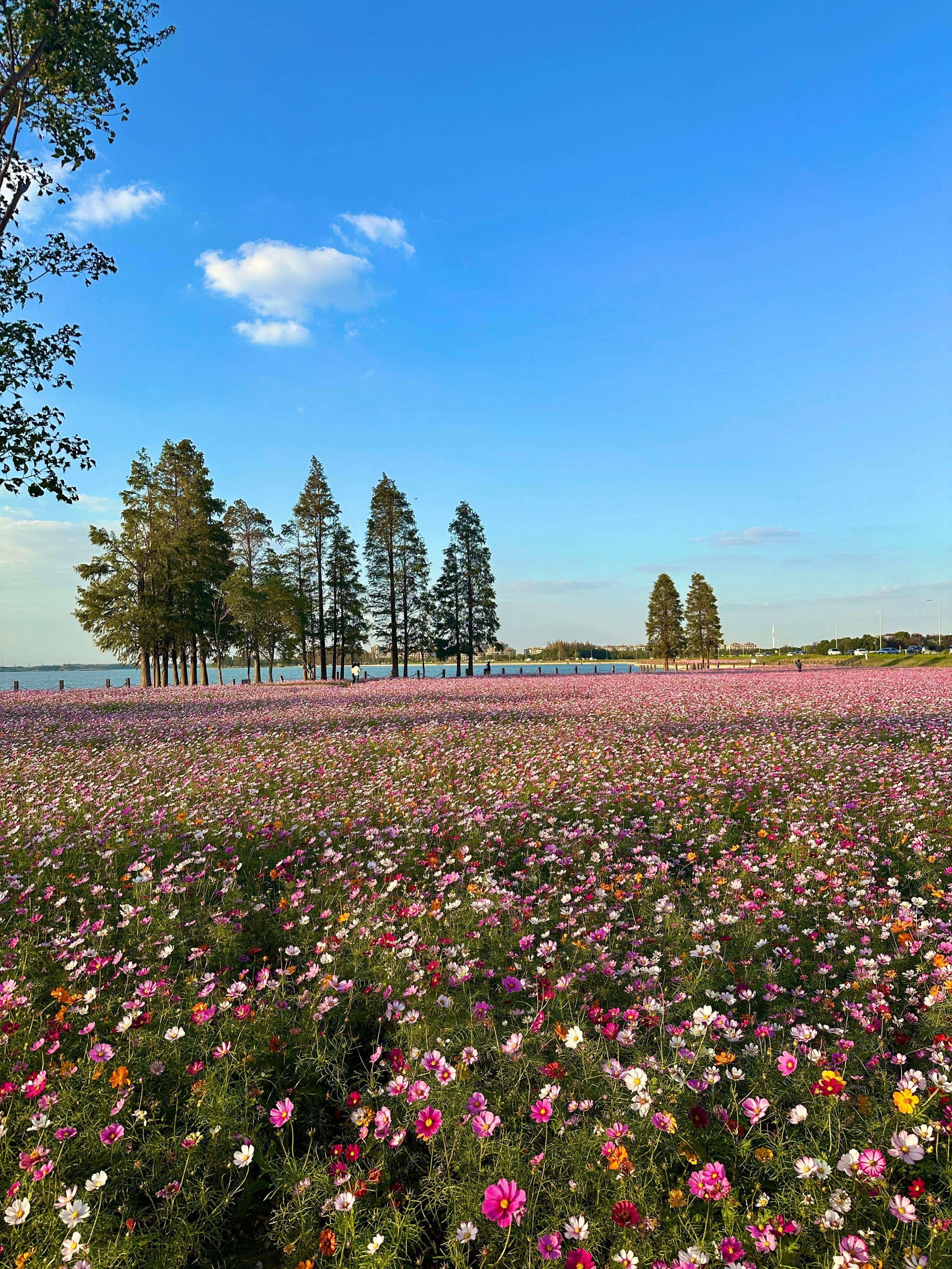 上海后花园 淀山湖花海 已到最佳观赏期 
