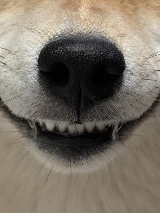 看图猜狗