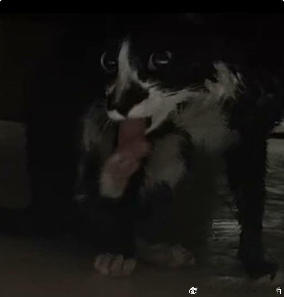 49543【丑猫】邪恶猎奇奶牛猫洗澡后舔毛 