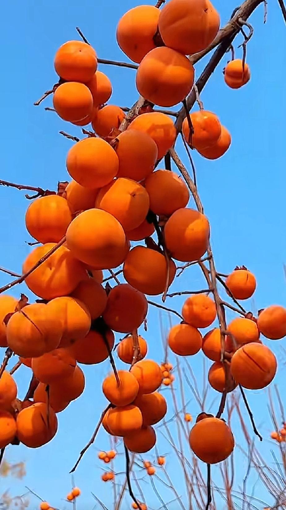 冬日生活打卡季红彤彤的柿子挂满枝头，寓意柿柿如意！