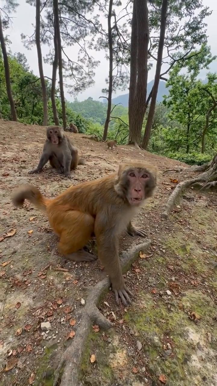 太阳出来我爬山坡，爬上山坡我想唱歌，歌声唱给我妹妹听着，妹妹听见了笑呵呵。
