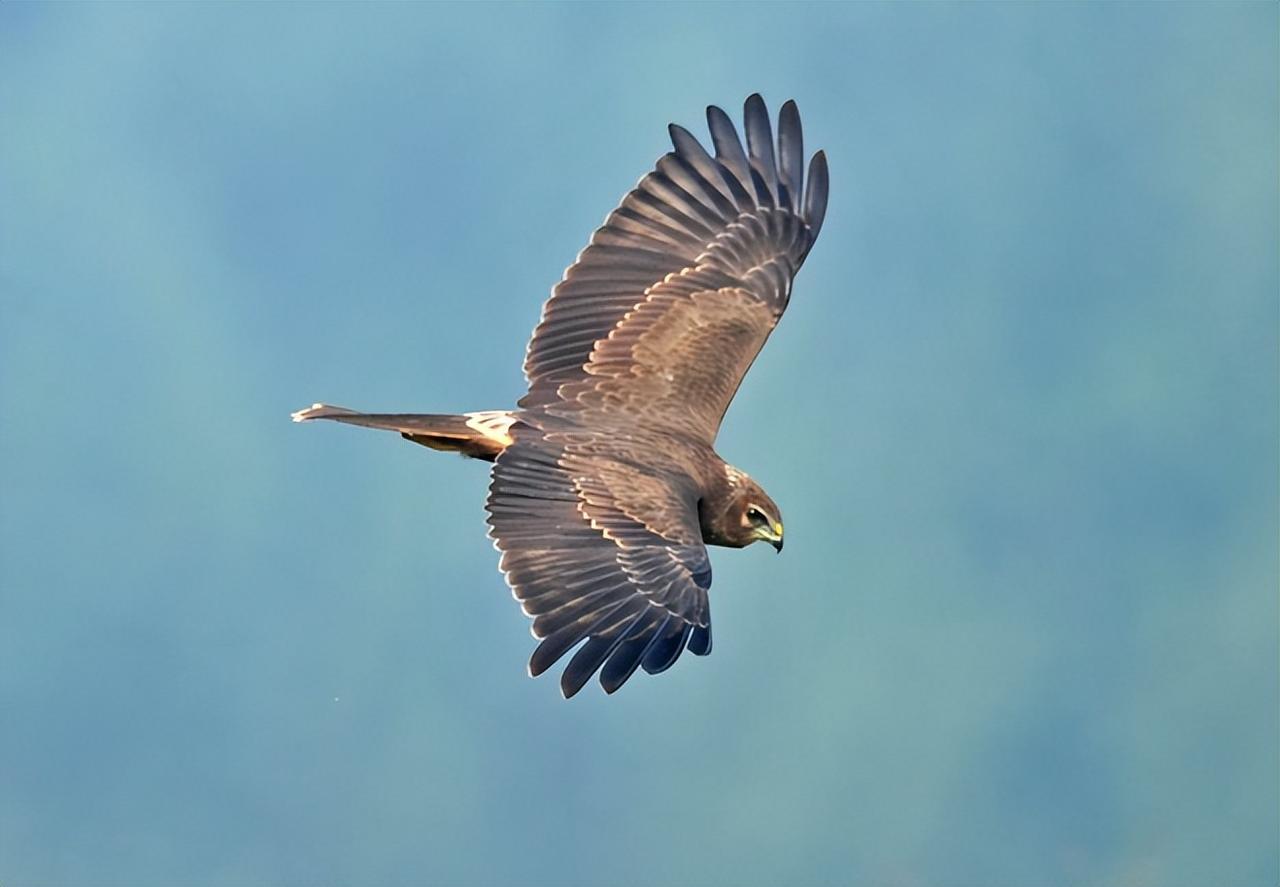 ＃朔州头条＃
                 鹞子沟的故事
    传说，在鹞