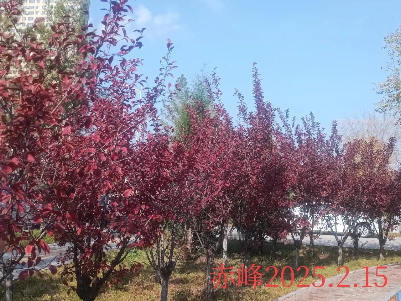 手机随手拍树路边随拍，红色树木。