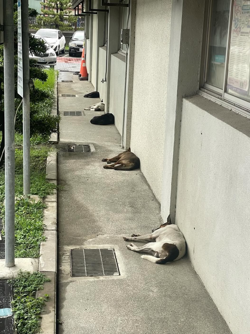 排队午睡中💤meme ​​​