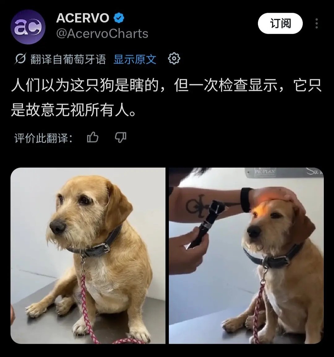 高冷的狗子 