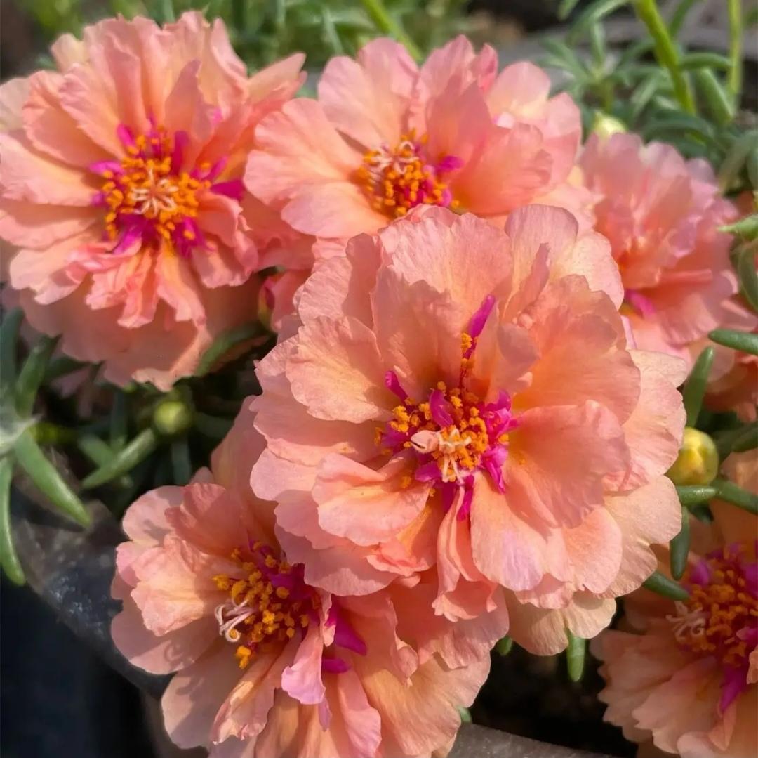 这几天，一直在买买买，收了有20多个包裹，快递驿站离家还有1000米的距离，又逢