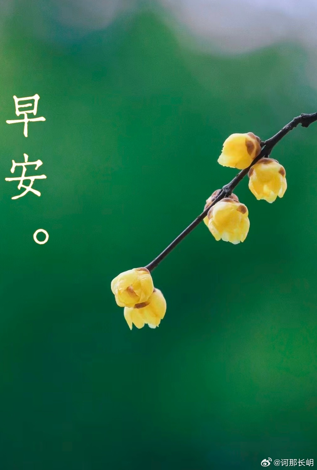 生活不必事事完美，只求日日真诚，心有暖阳，眼里有光，不慌不忙，自在生长，愿今天的