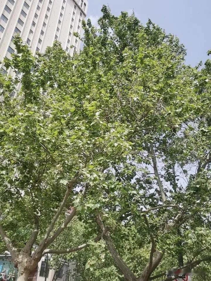 女人这辈子，真正能依靠的是什么没结婚时依靠父母，成年后依靠自己。结婚生子也可以依