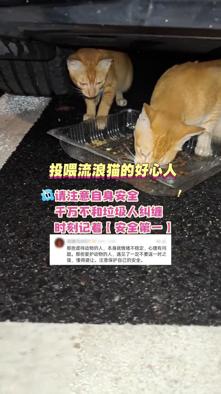 投喂流浪猫的好心人请注意自身安全，千万不和垃圾人纠缠，时刻记着安全第一。
那些虐