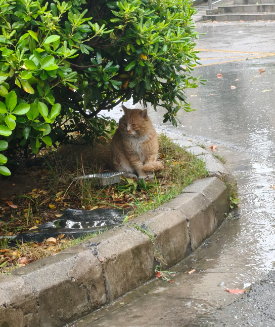 偶遇一只躲雨大卡车小猫日记桃子变美日记