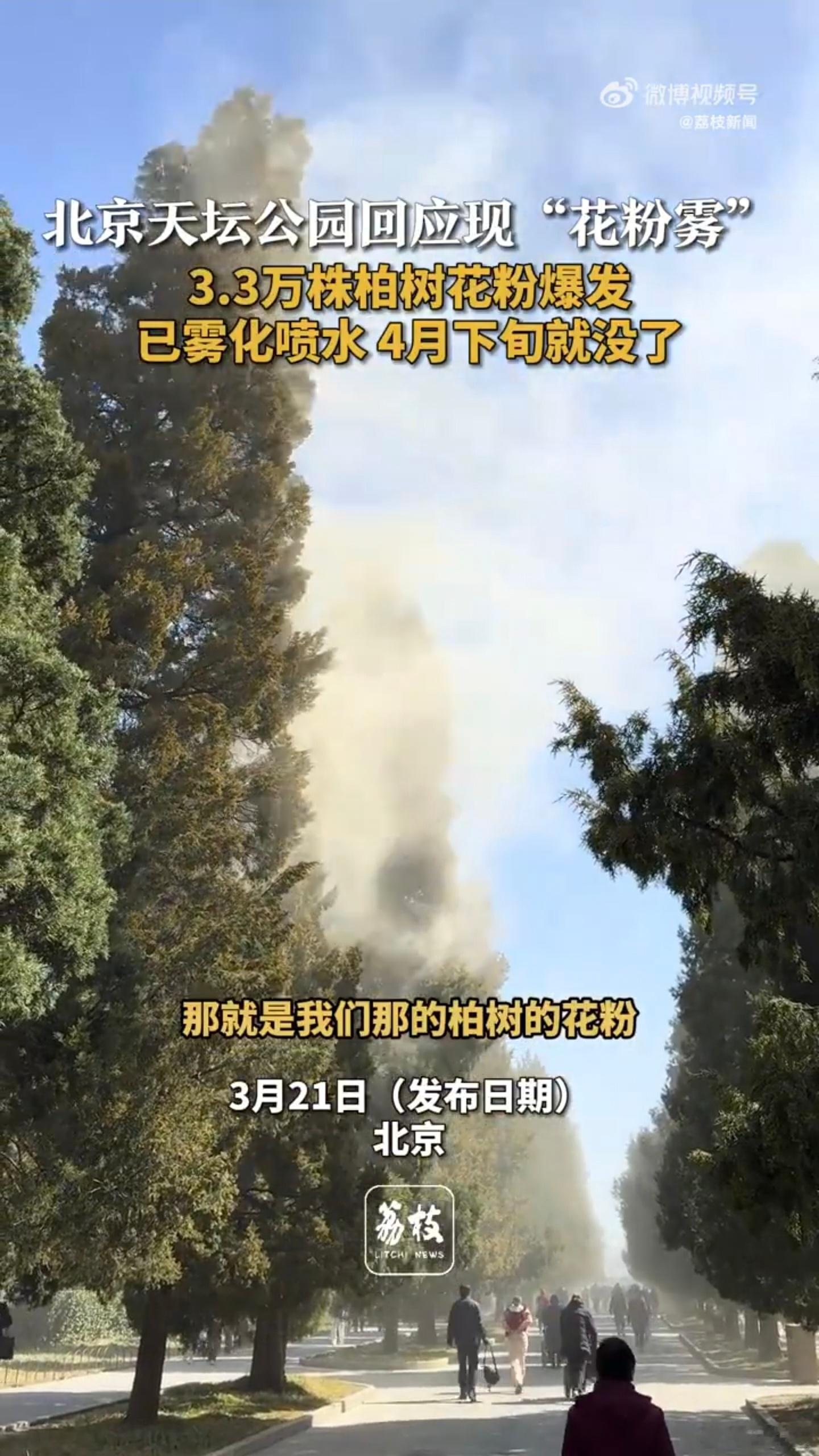 北京天坛公园3.3万株柏树花粉爆发 圆柏不怕，真正恐怖的是四月北京的杨柳絮，简直