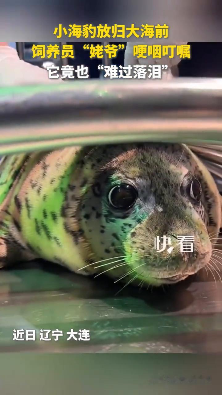 小海豹放归大海前，饲养员"姥爷"哽咽叮嘱，它竟也"难过落泪"。
来源：圣亚豹豹团