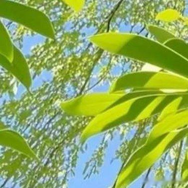 品树之美，树木繁多，千枝竞秀，枫林秋色而四处闻名树 