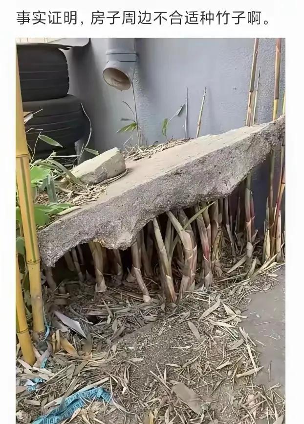 这就是大自然的力量，一根竹子翘不动石板，一打竹子就可以轻易撼动一大块石板。
所以