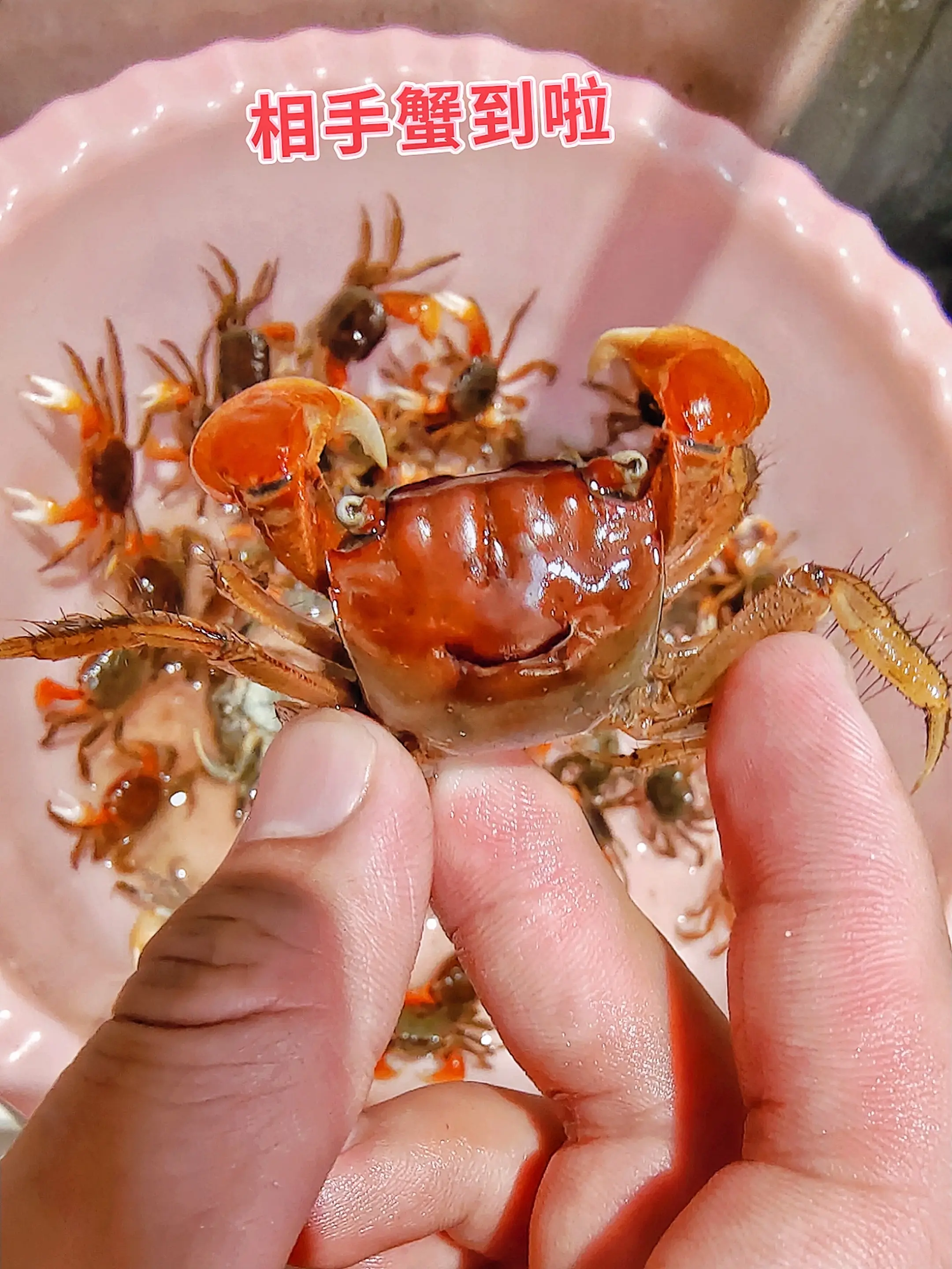 相手蟹化身“全能清洁官”，不仅能高效啃食缸壁藻类、清理残饵，还会主动翻...