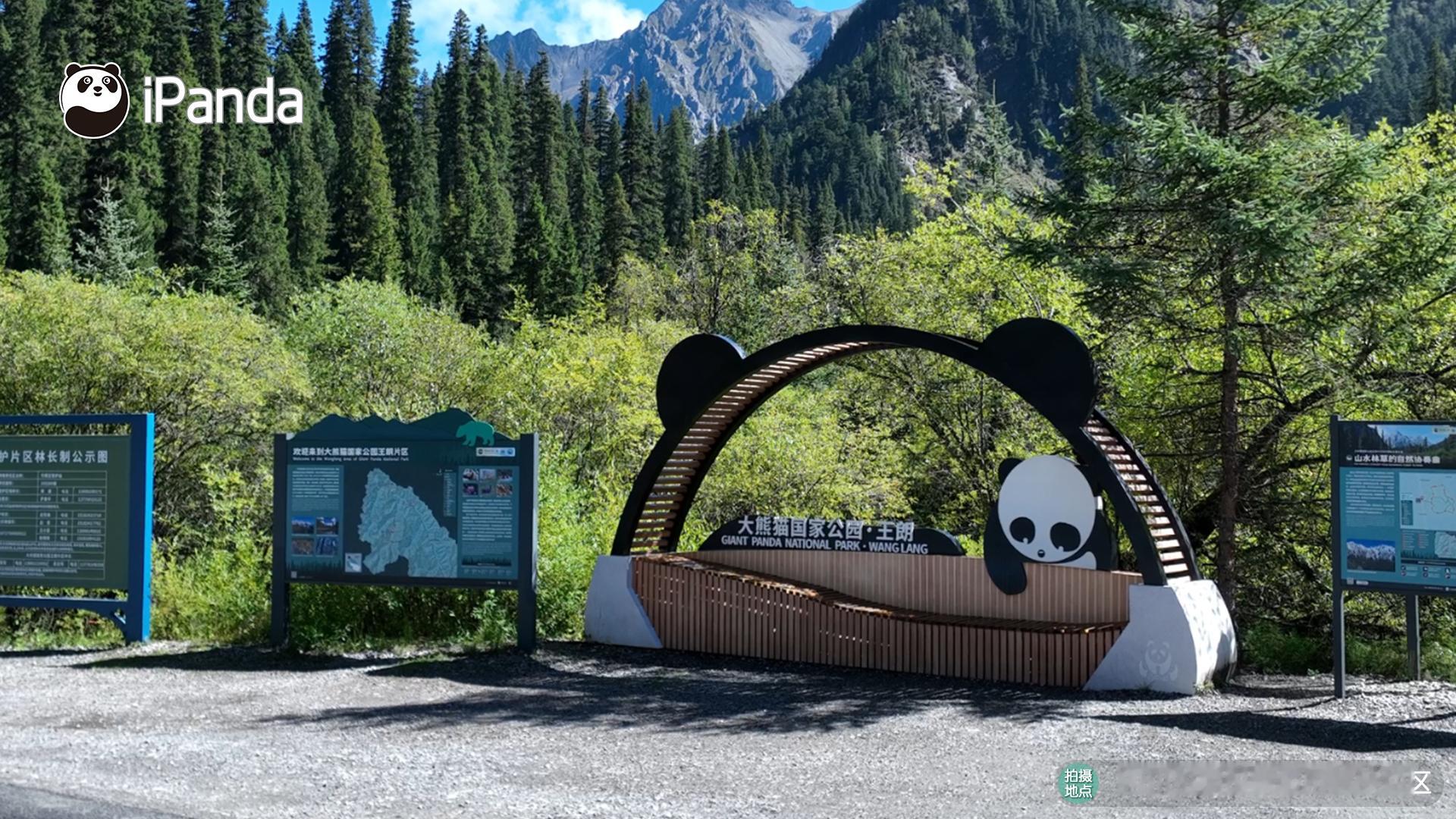 【王朗野生大熊猫增至40多只｜竹够环保】在这片深山里，竹子不仅仅是植物，更是这里