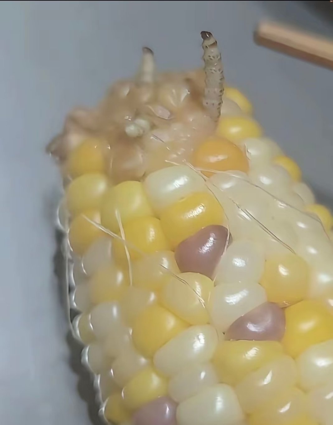 这个还能吃吗，刚煮完，还有好几条，闺蜜：不敢想虫子死前有多绝望，在家躺着吃东西呢