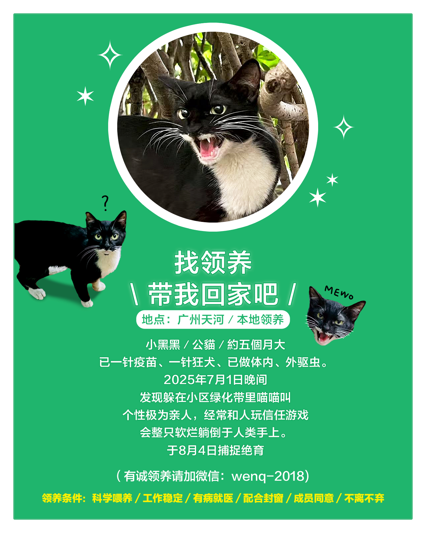 广州领养猫天河小黑黑：请带我回家吧！2025年7月1日晚间约11点，发现躲在小区