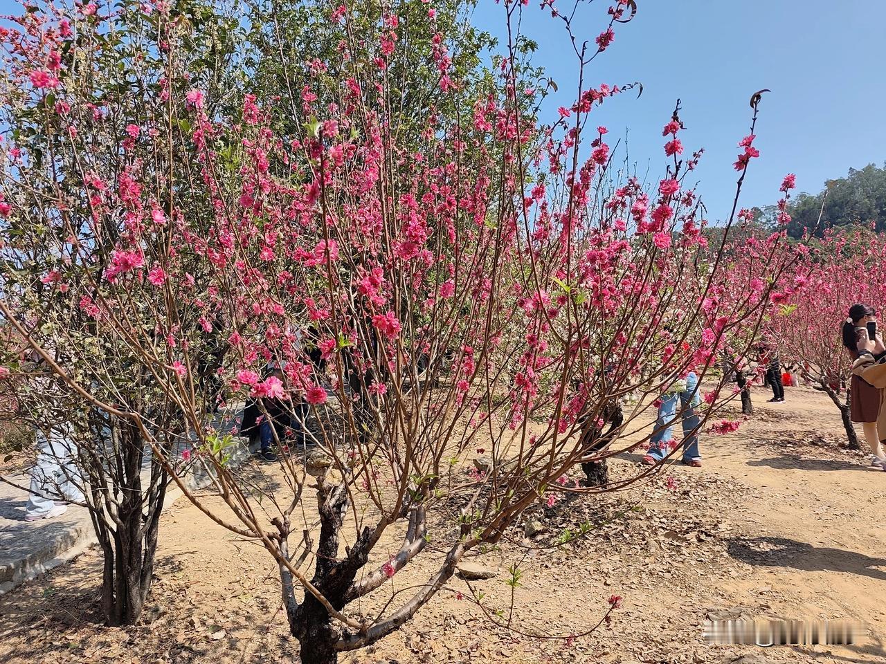 集卡领红包大年初二，水濂山桃红桃红得让人心醉，我在桃林中穿梭，我泛桃花缘了么。