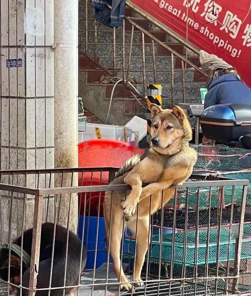 第一次见这么忧郁的狗 