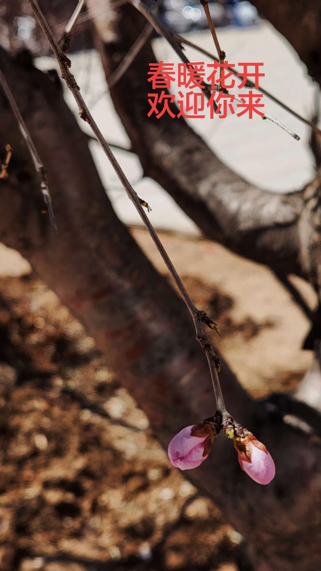 春天来了！自然之美摄影日记 手机摄影