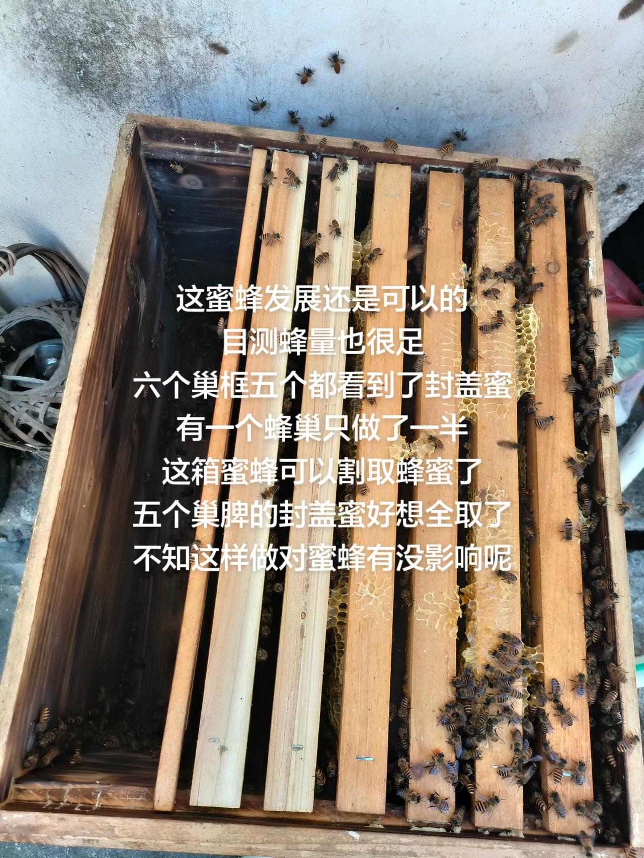 这蜜蜂发展还是可以的
目测蜂量也很足
六个巢框五个都看到了封盖蜜
有一个蜂巢只做