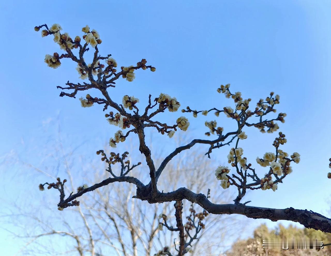 龙游梅是梅花中的珍品，具有奇特的枝态，既可观花，又可赏形，观赏价值极高。
上海莘