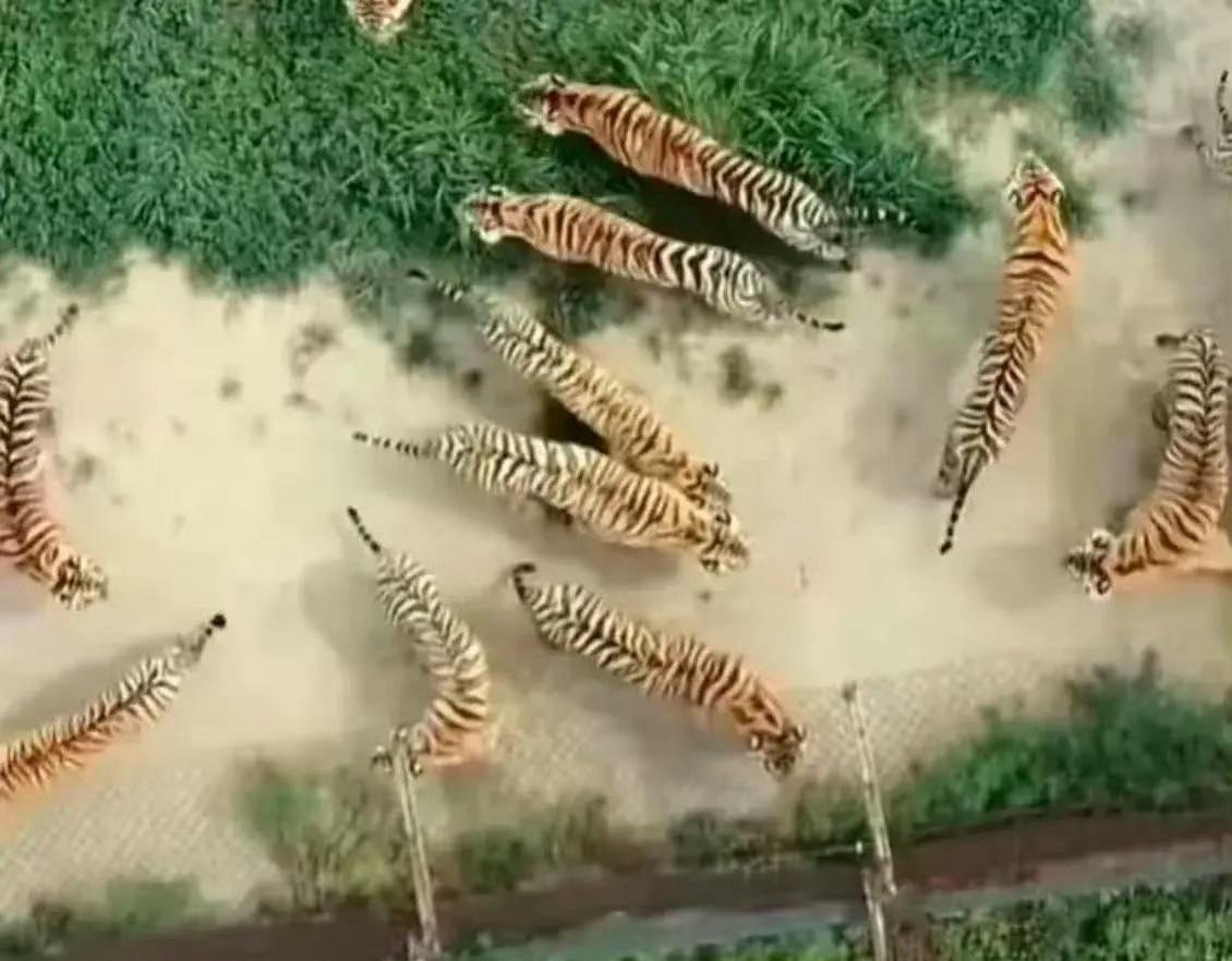 我怀疑我们几千年前的前辈们，
已经有航拍技术了，
要不然怎么会把老虎又叫作大虫呢