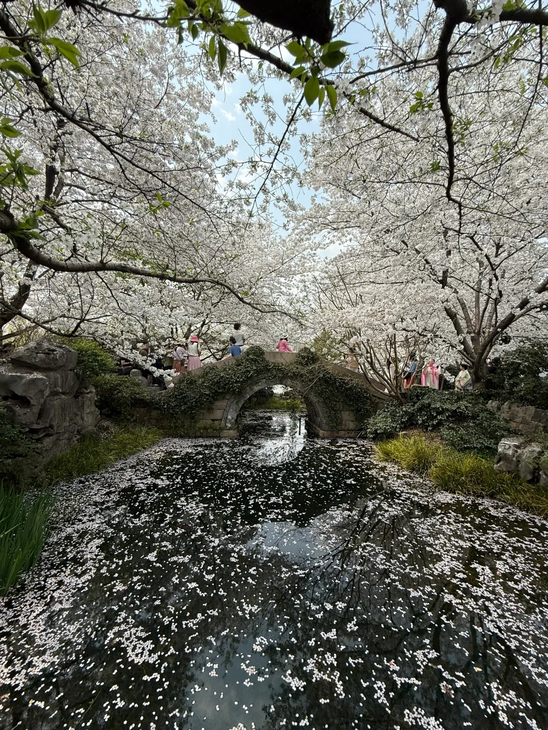 杭州真的已经next level，夜樱美到可以封神…