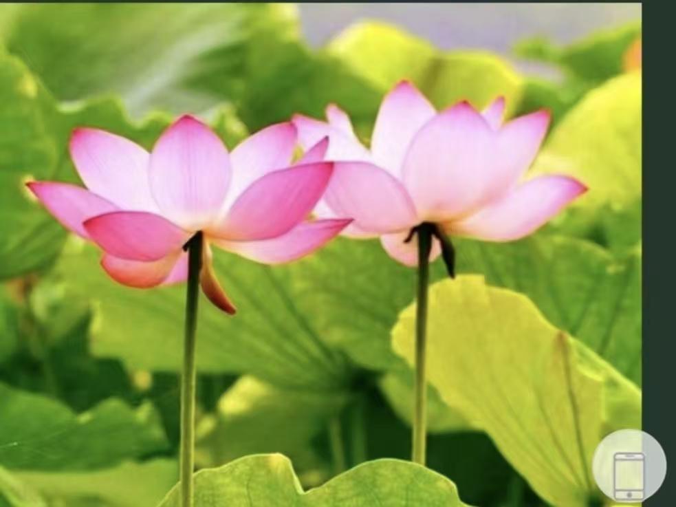 悟真
今生涉世叹无穷，
成败贫奢一笑空。
自古荣华何可久，
连年苦乐怎堪终。
长