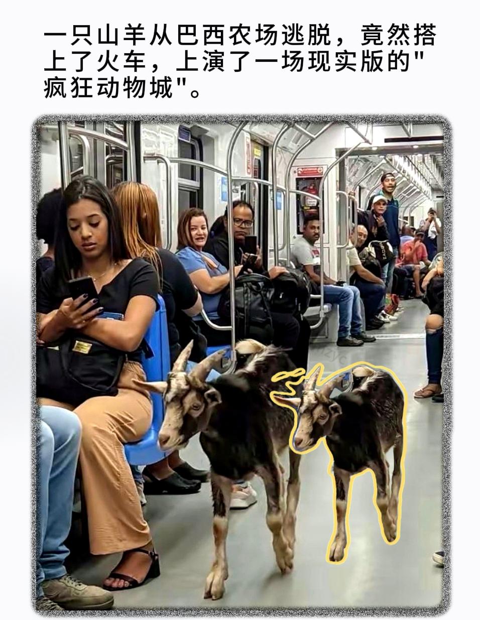 一只山羊从巴西农场逃脱，竟然搭上了火车，上演了一场现实版的"疯狂动物城"。