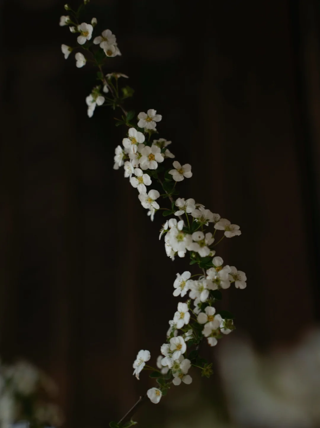 澍德堂——-来自山野的“春信”