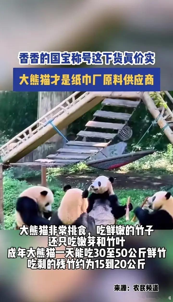 熊猫……周边？ ​​​