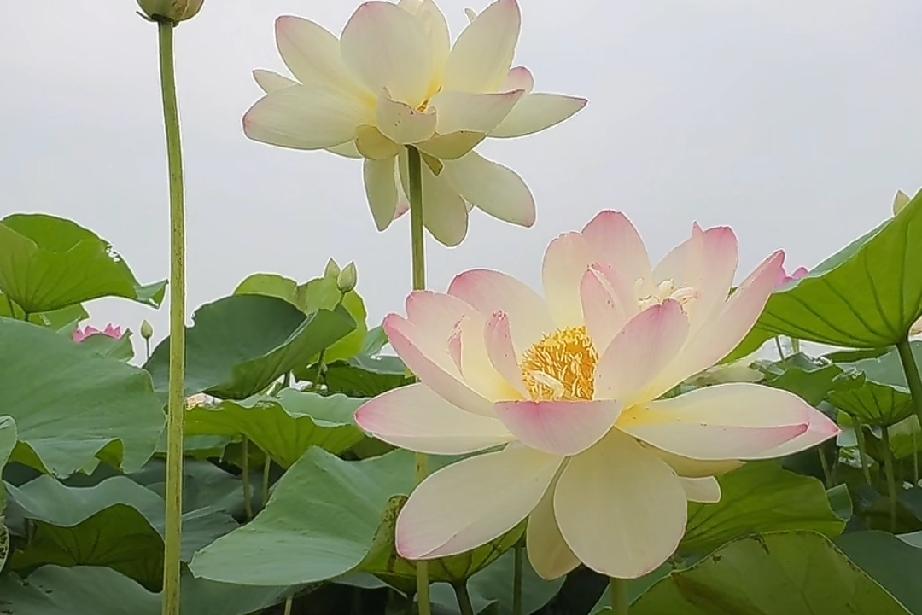 如果你在感情里是一个敢爱敢恨的人，那么你爱一个人就不要害怕结果。

因为当你真正