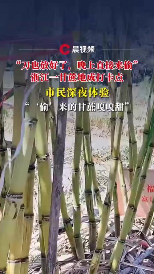 “可偷”甘蔗地成打卡点，这波操作也太会玩了吧！
“可偷”甘蔗地成打卡点，这波操作