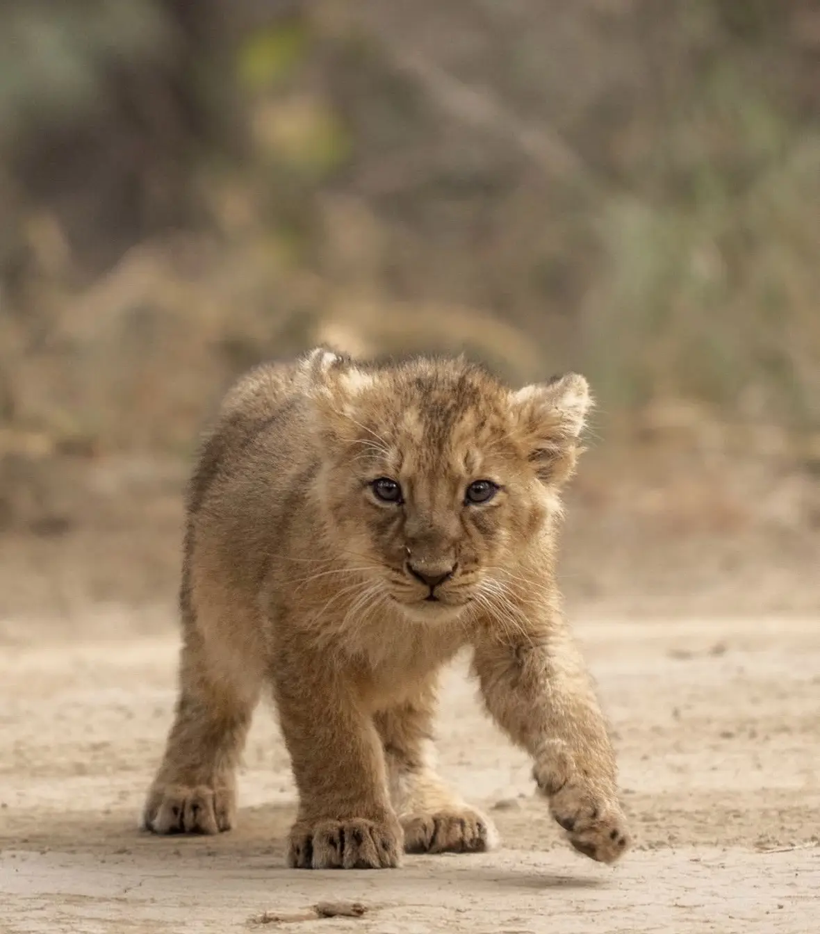 这周村民拍的亚洲狮合集。大家一定要健康幸福哦🥹