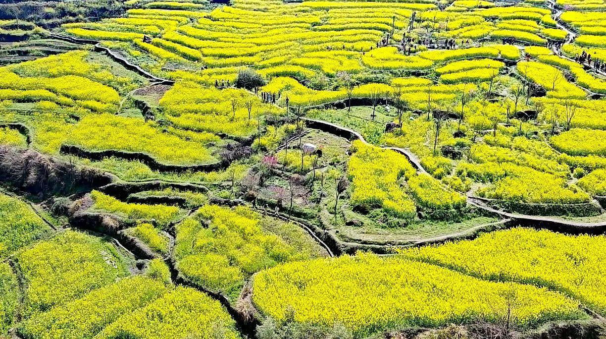梯田之美,你喜欢吗?层层梯田铺金浪，春风漫过菜花黄，这是藏在山野里的春日浪漫。