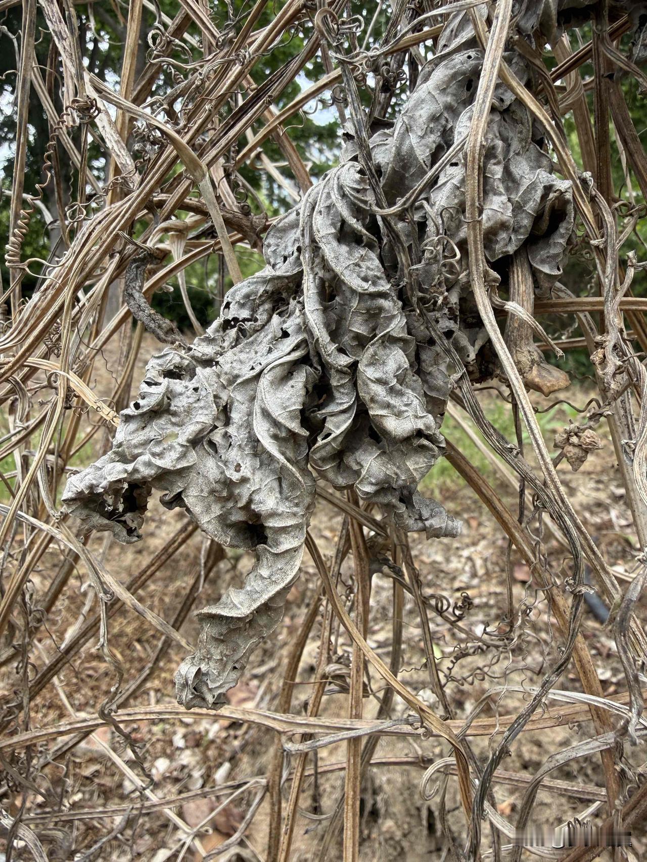 人最难悟透和看破的是什么?
【小对联】
上：……？
下：狐狸。