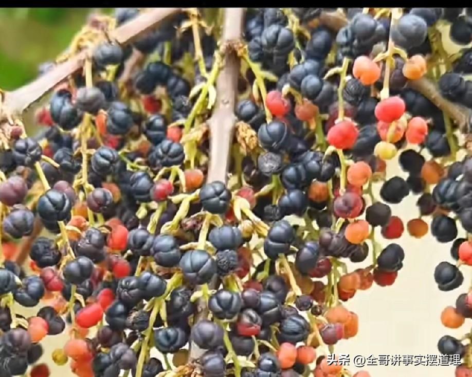 这是马桑果，看着诱人，但是不能吃哦，吃了躺板板。

马桑树，是一种很常见的杂木树
