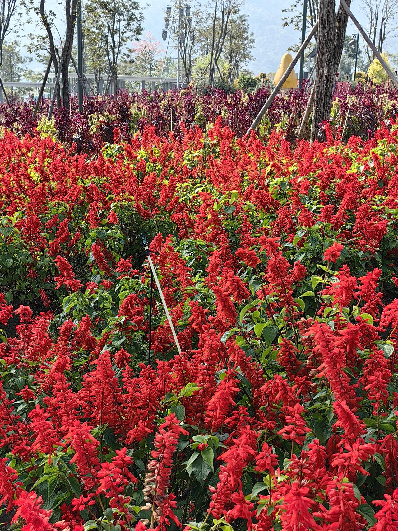 攀枝花避寒休闲，那叫真的没话说。
这次来攀枝花避寒，原本准备待一段时间，由于亲戚