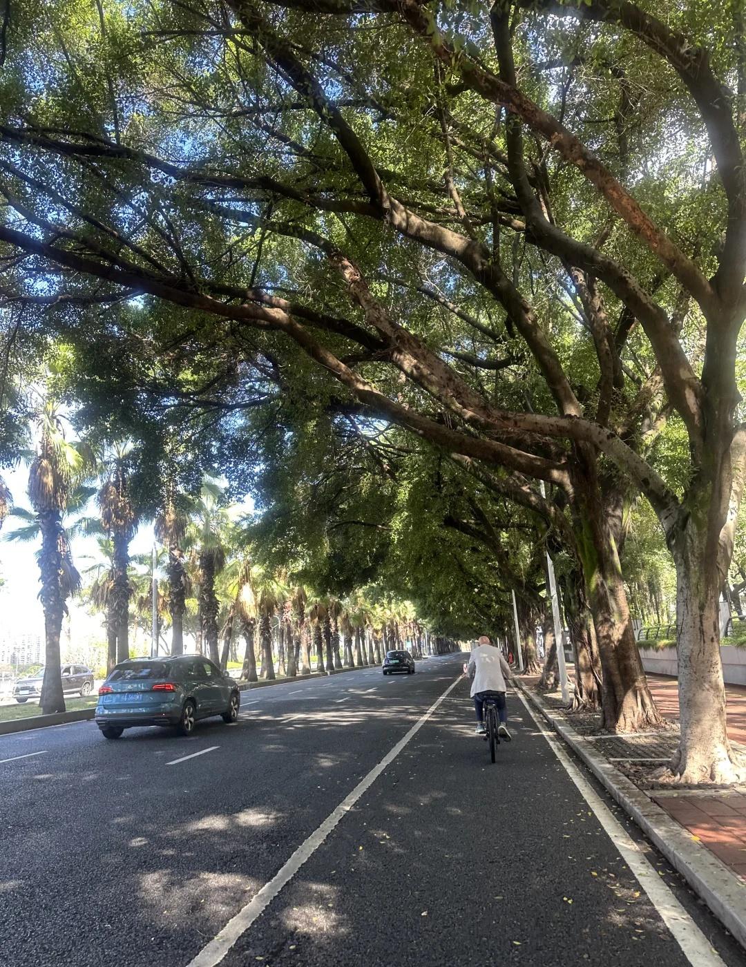 福州的绿化👍👍👍
绿化树 绿化四月天