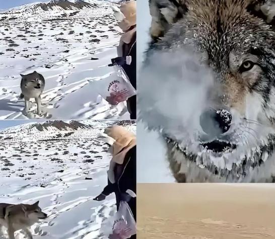 新疆奇台有个牧民，当年放生一只小狼时随口唠叨了一句：“以后老了混不下去就回来，我