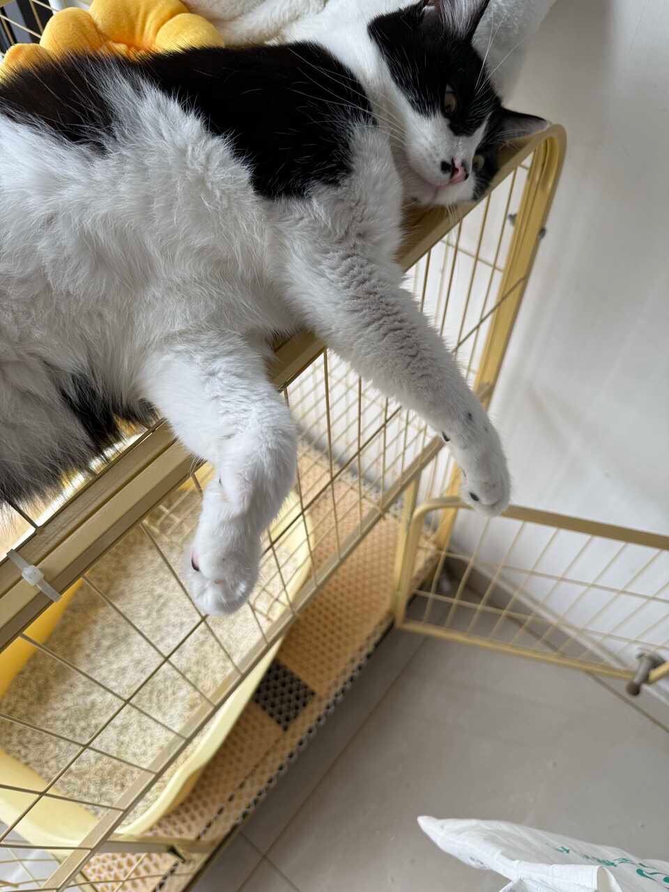 便便小偷进来时我就关上笼子！这就叫厕中捉鳖！daily奶牛猫 （投稿：） 