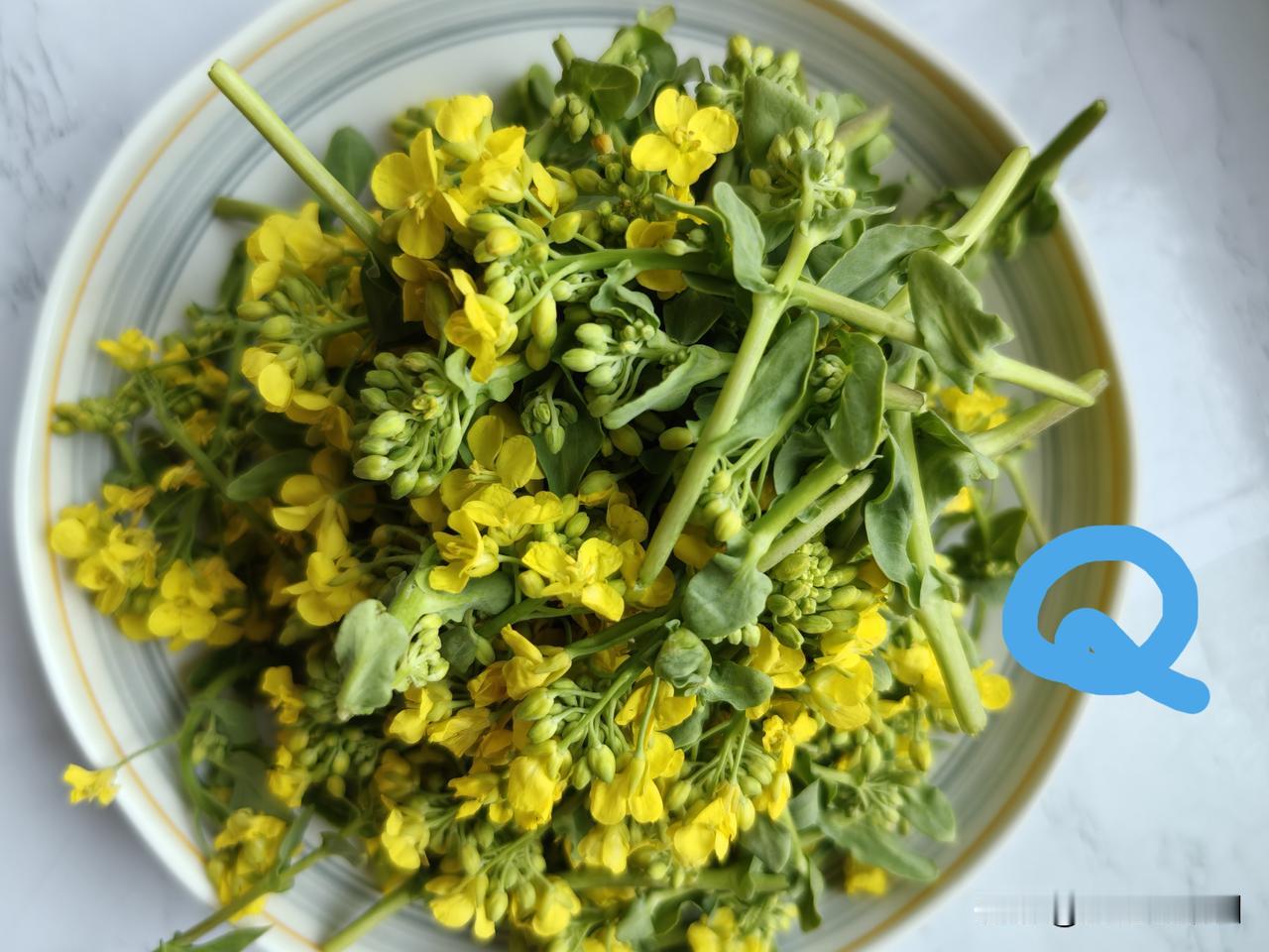 【老乔头种果菜·会种会采会吃】4月花蕾莫辜负  好吃养生更美容


油菜、薹菜、