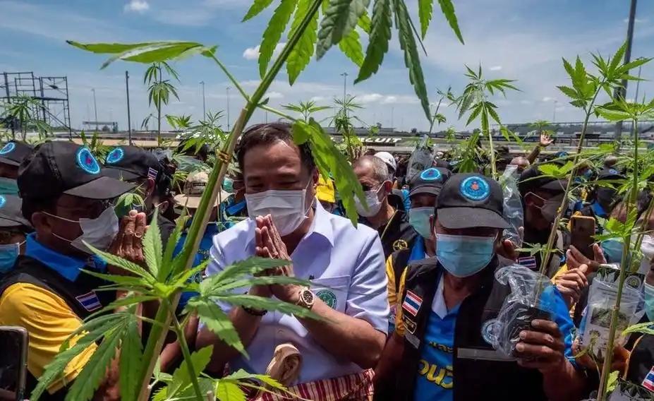 亚洲第一个大麻合法化的国家，现在有多后悔？
 
2022年6月，泰国上届政府一张