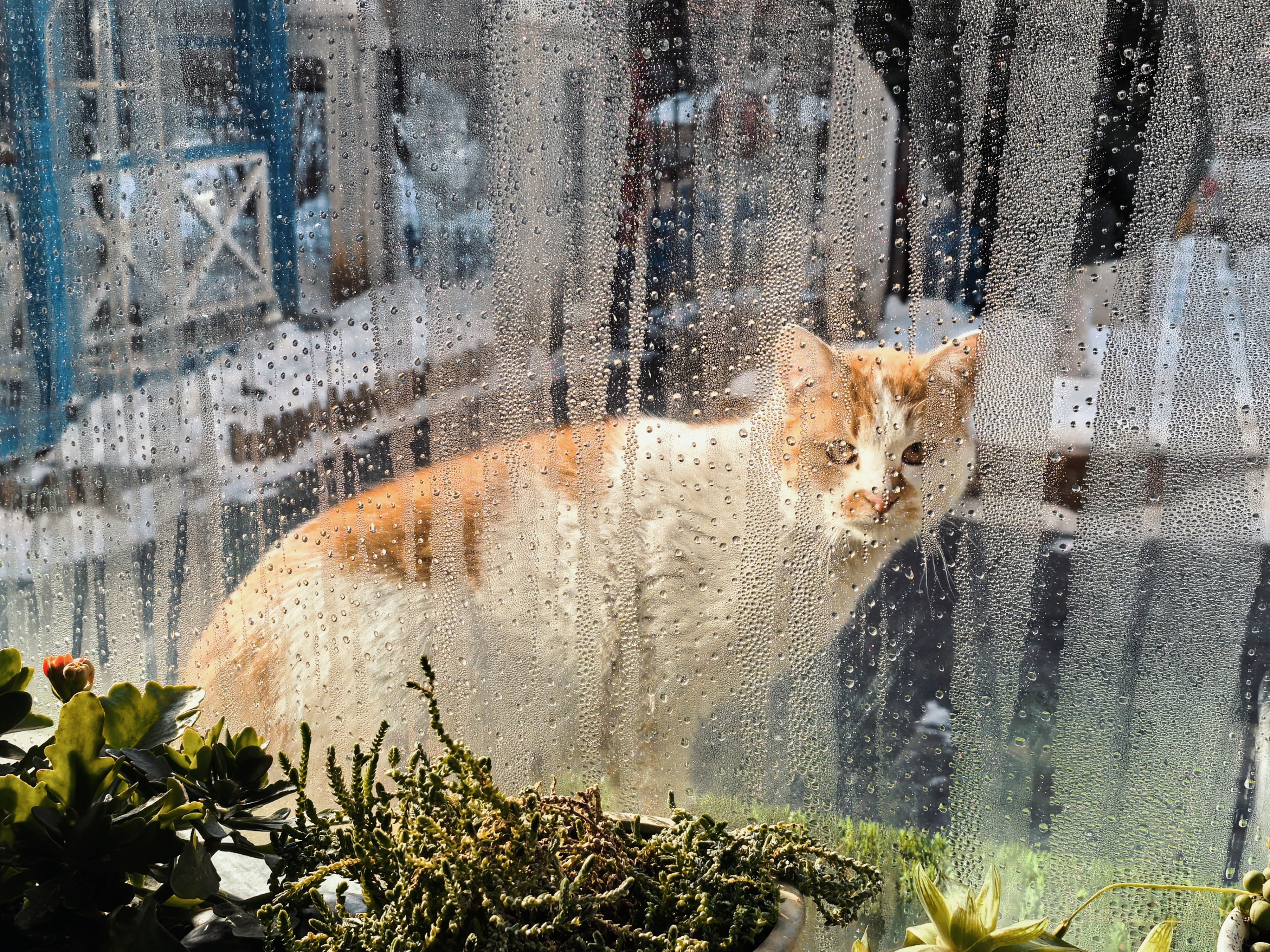 常来我家的流浪猫能有十多只，都是我调剂心情的好朋友…[喵喵] 